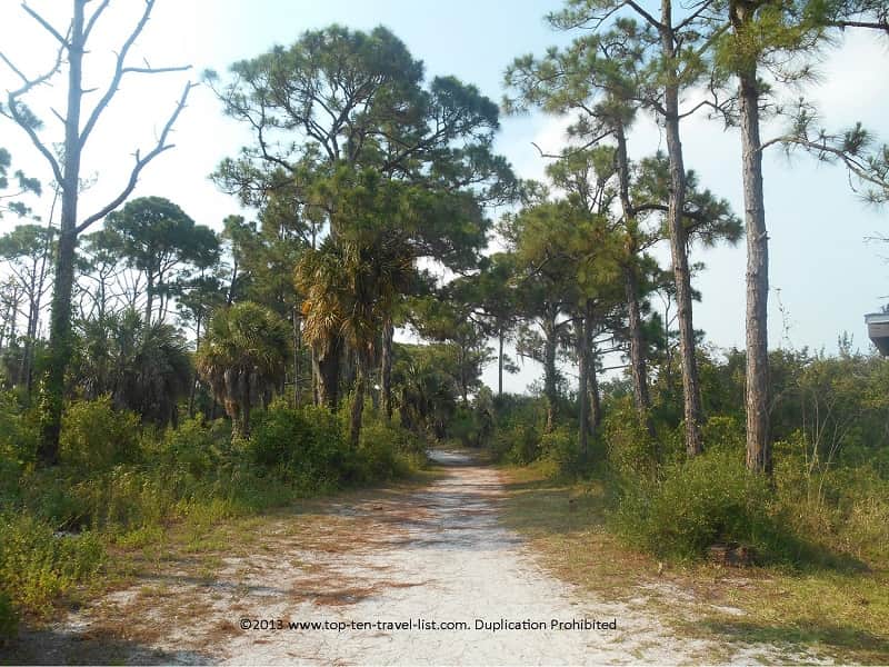Virgin slash pine forest at Honeymoon Island State Park in Dunedin, Florida 