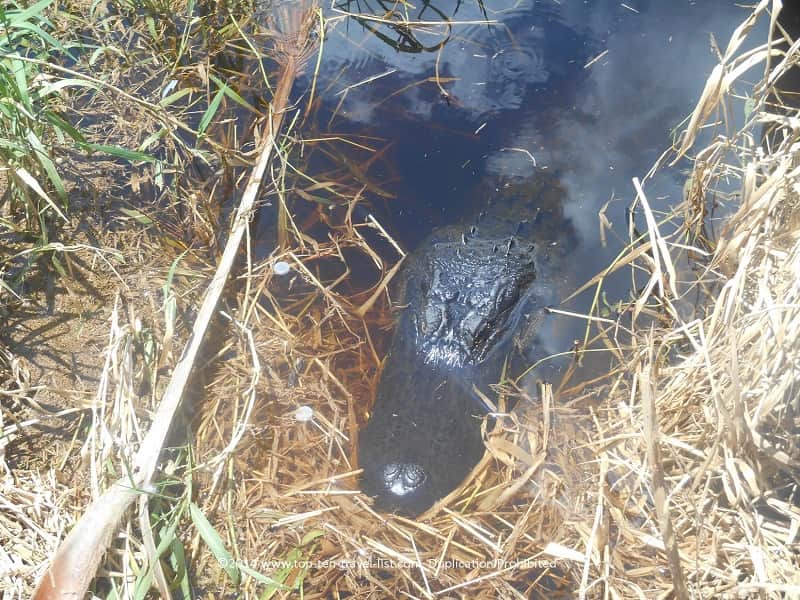 Gator sighting at Myakka River State Park in Sarasota, Florida 