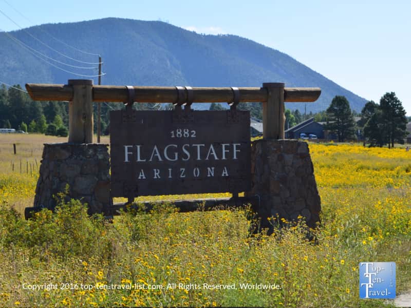 Summer wildflowers in Flagstaff, Arizona