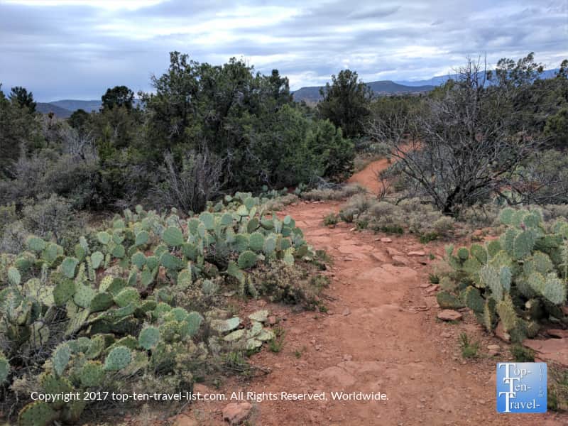 Prickly pear cacti line the Sugarloaf Trail in Sedona
