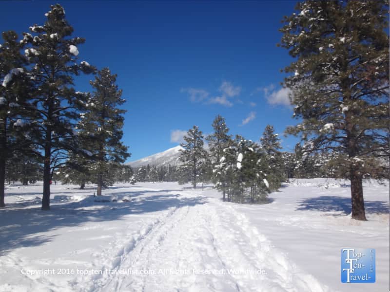 Beautiful Buffalo Park in the winter - Flagstaff, Arizona