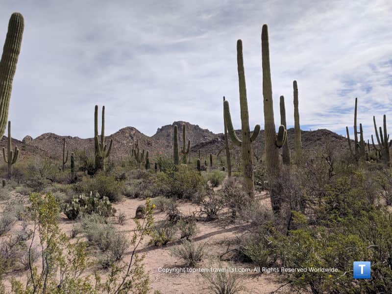 Cacti on the Valley View trail at Saguaro National park