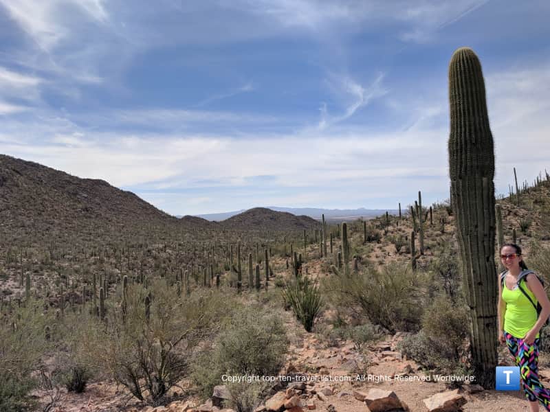 cactus old Oreocereus celsianus - Old Man of the Andes Cactus main image 0