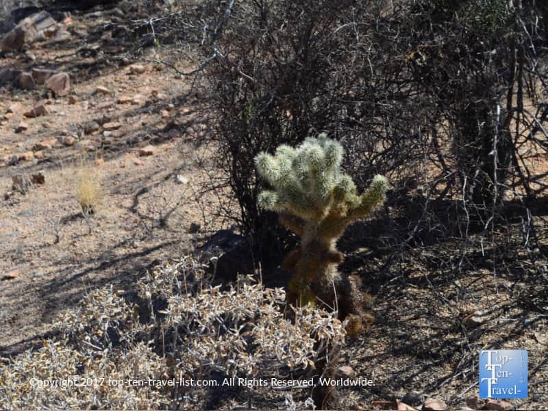 Cactus along a trail at Saguaro National Park in Tucson AZ