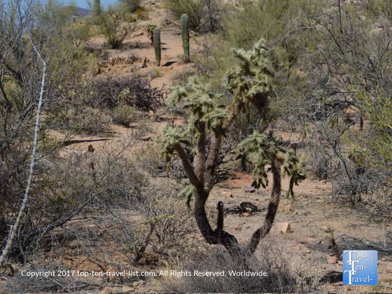 Cool looking cactus at Saguaro national Park in Tucson AZ