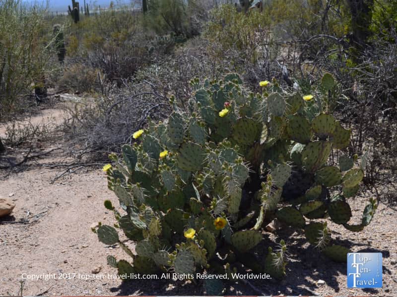 Flowering prickly pear cactus at Saguaro National Park in Tucson AZ
