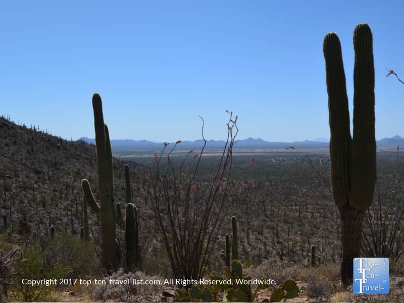 Great scenery at Saguaro National Park in Tucson AZ