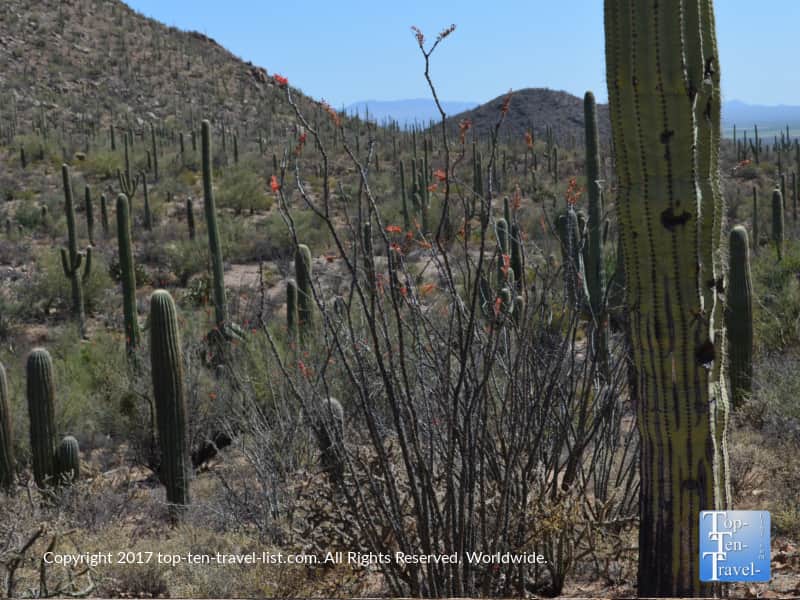 Pretty desert plant life at Saguaro National Park in Tucson AZ