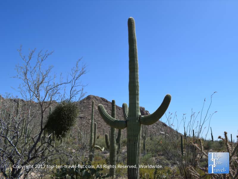 Tall Saguaro at Saguaro National Park in Tucson AZ