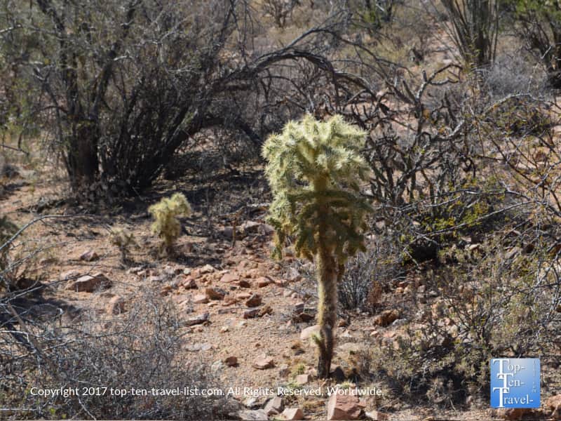 Unique cactus at Saguaro National Park in Tucson AZ