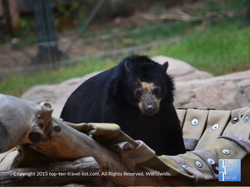 Endangered Andean Bear at The Phoenix Zoo