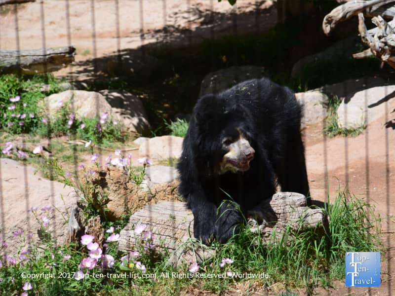 Andean Bear at the Reid Park Zoo in Tucson
