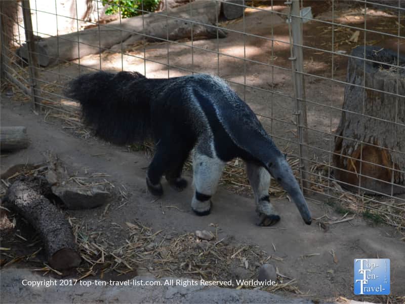 Anteater at Reid Park Zoo in Tucson