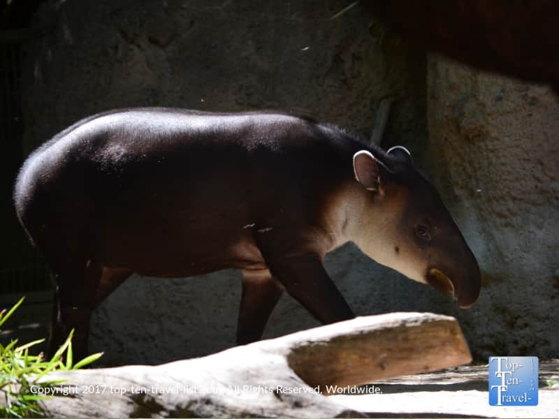 Baird's tapir at Reid Park Zoo in Tucson