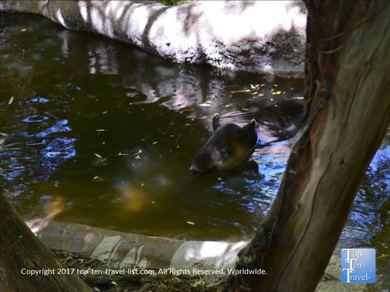 Baird's tapir swimming at the Reid Park Zoo in Tucson