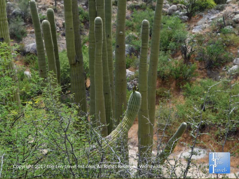 Bird on a cactus at Catalina State Park in Tucson