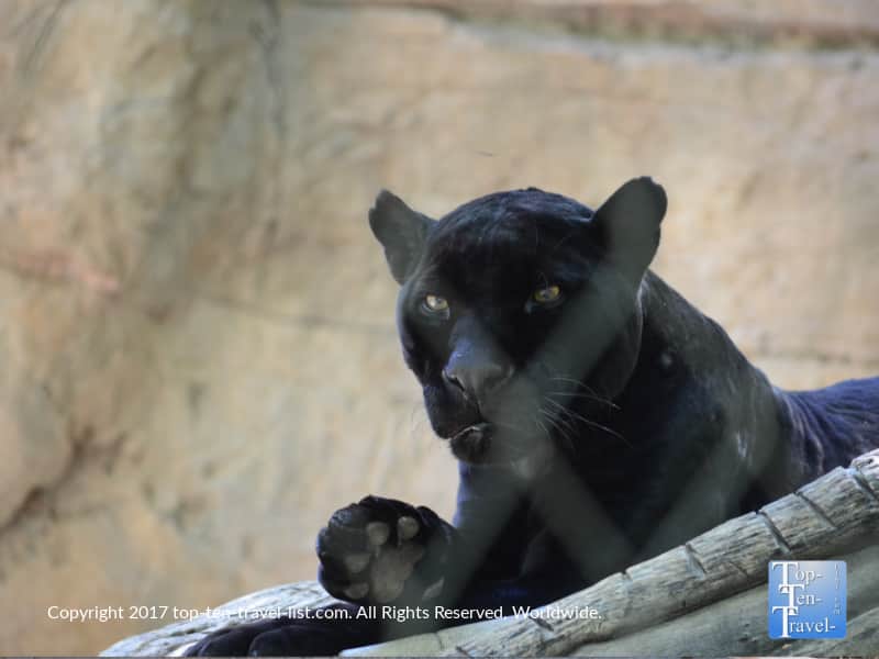 Black Jaguar at Reid Park Zoo in Tucson