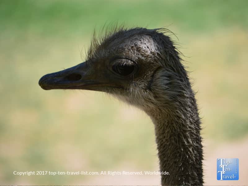 Close up of an ostrich at the Reid Park Zoo in Tucson