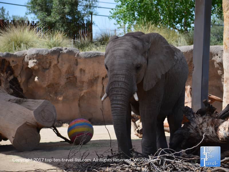 Elephant at the Reid Park Zoo in Tucson