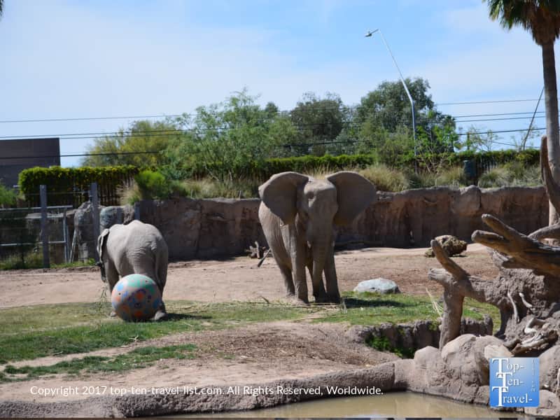 Elephants at the Reid Park Zoo in Tucson