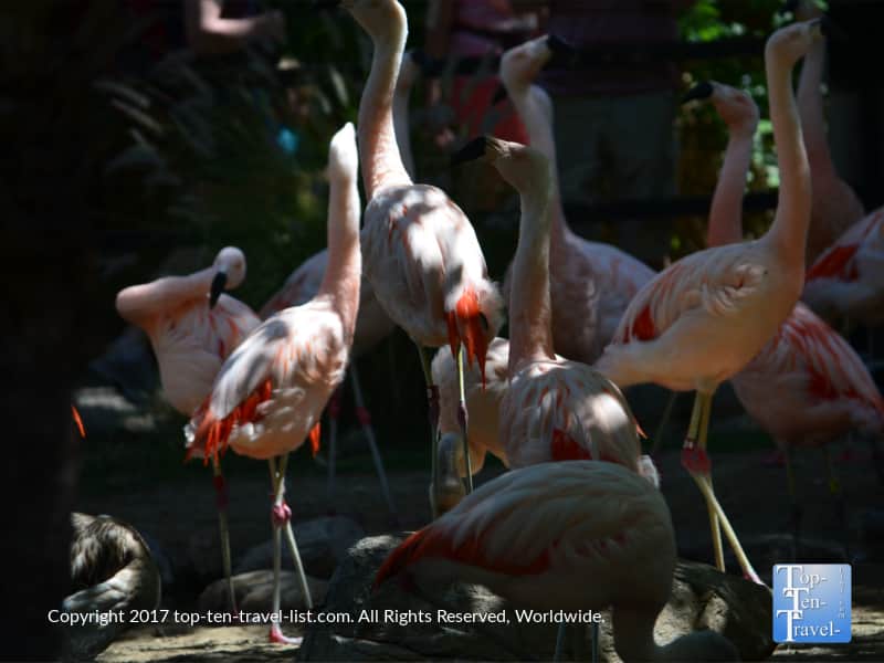 Flamingos at the Reid Park Zoo in Tucson