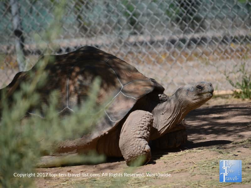 Giant tortoise at the Reid Park Zoo in Tucson