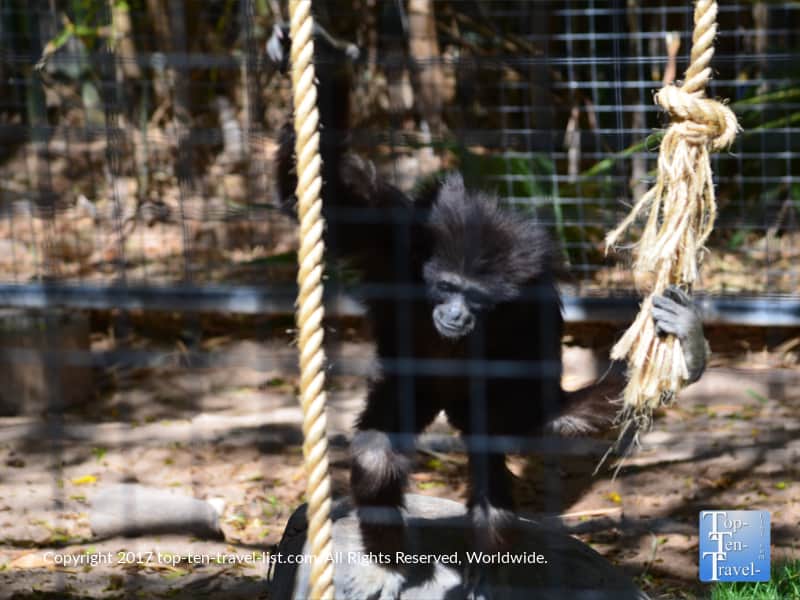 Gibbon at the Reid Park Zoo in Tucson
