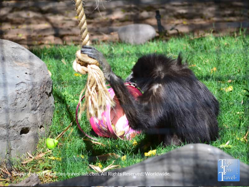 Gibbon enjoying an Easter surprise at the Reid Park Zoo in Tucson