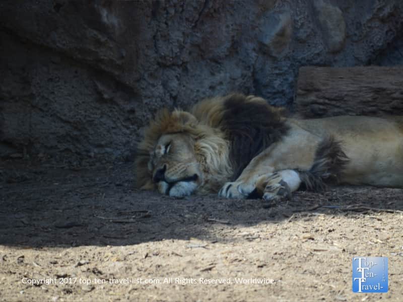 Lion sleeping at the Reid Park Zoo in Tucson