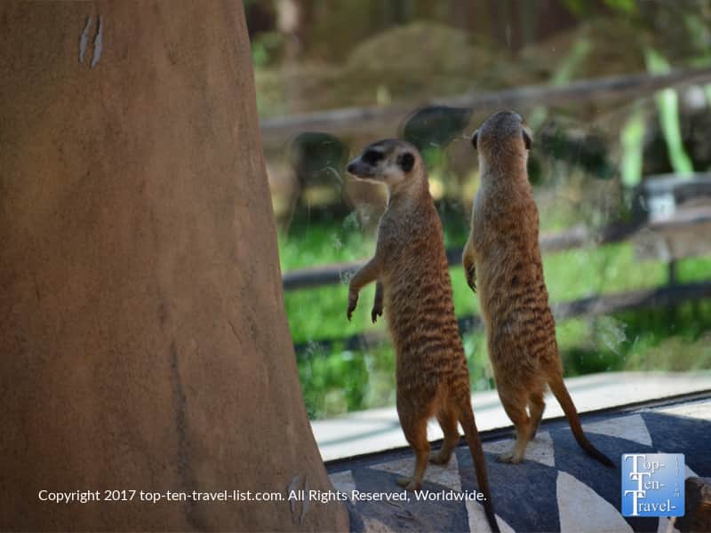 Meerkats at the Reid Park Zoo in Tucson