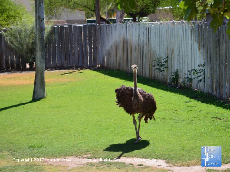Ostrich at the Reid Park Zoo in Tucson