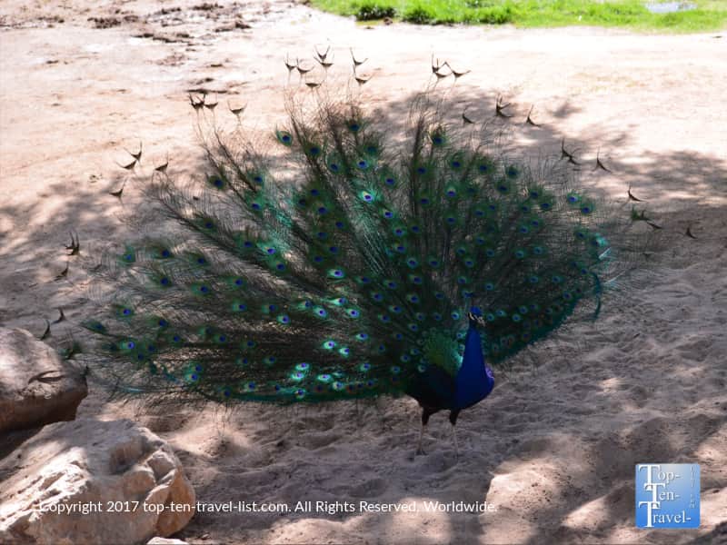 Peacock at the Reid Park Zoo in Tucson