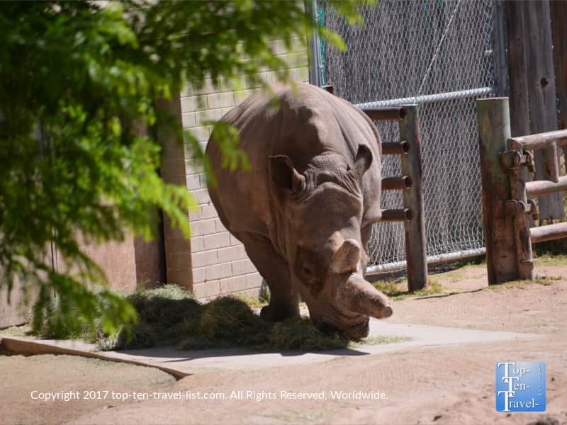Rhino at the Reid Park Zoo in Tucson