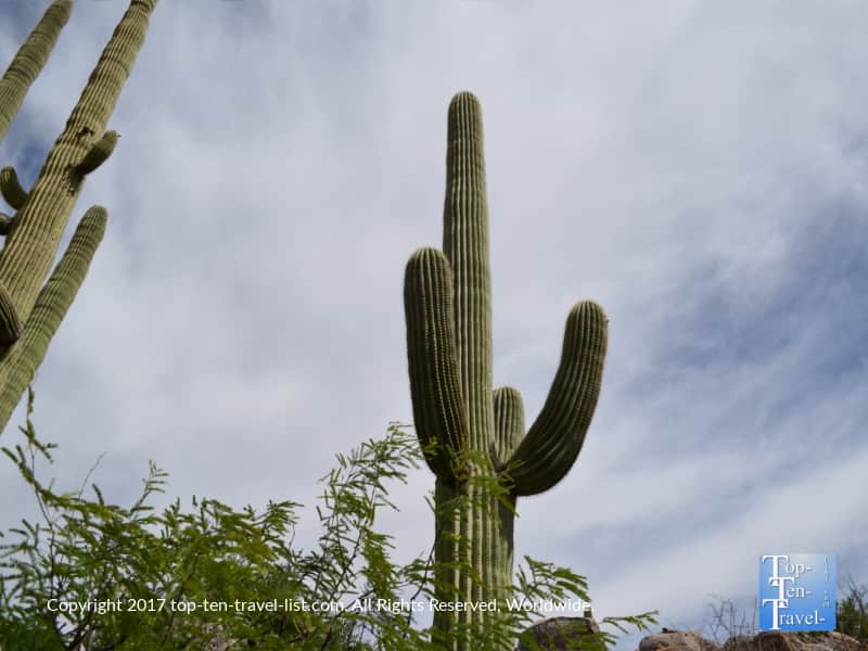 Saguaro cactus at Catalina State Park in Tucson
