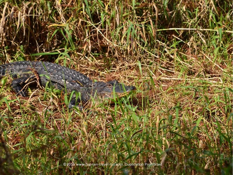 Alligator Alley at Circle B Bar Reserve in Lakeland, Florida 
