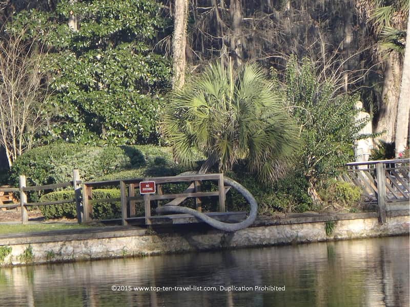 The lucky horseshoe palm at Silver Springs State Park in Florida 