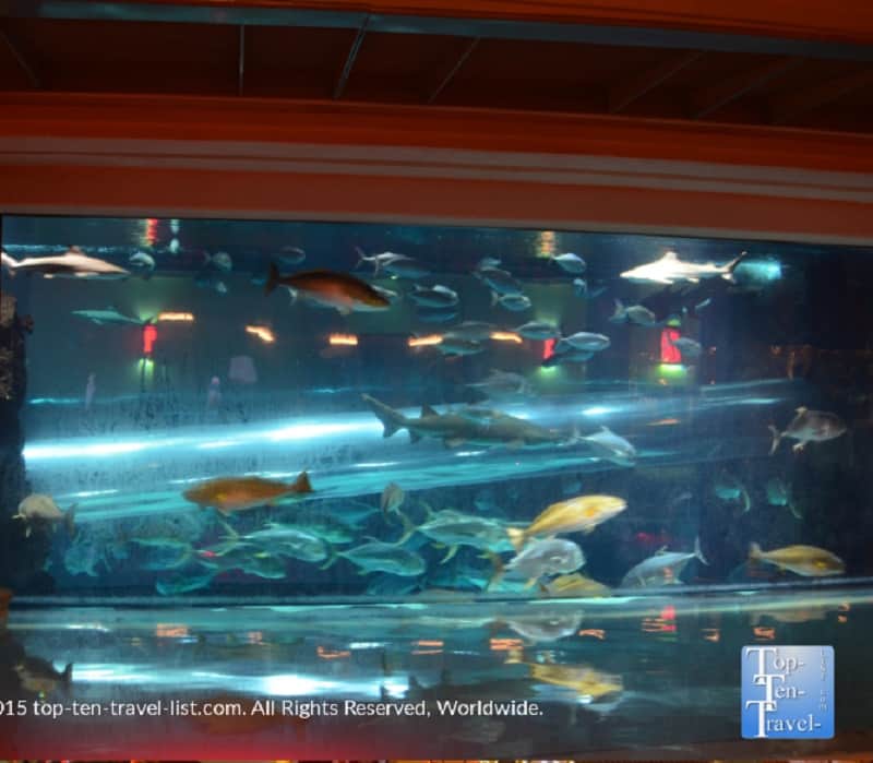 Shark tank water slide at the Golden Nugget in Vegas 