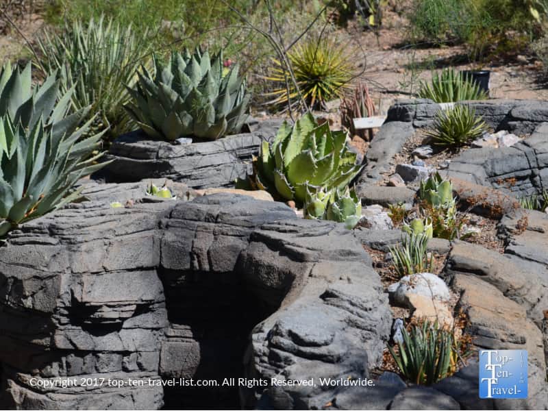 Beautiful Yucca Garden at the Arizona Sonora Desert Museum in Tucson
