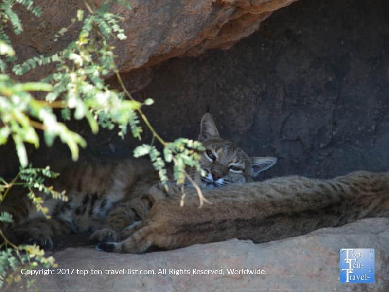 Beautiful bobcats at the Sonoran Desert Museum in Tucson