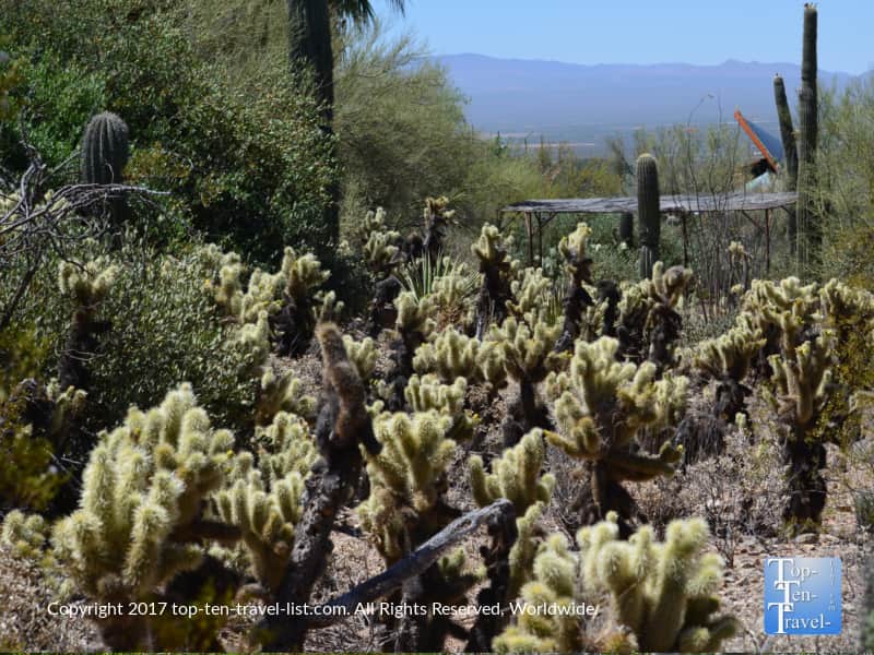 Beautiful cactus garden at the Arizona Sonora Museum in Tucson