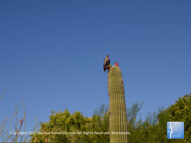 Bird resting on a cactus at the Desert Sonora Museum in Tucson