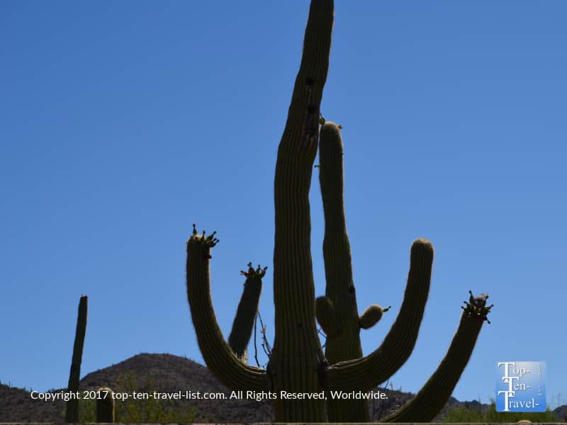 Blooming cactus at the Arizona Sonora Desert Museum in Tucson