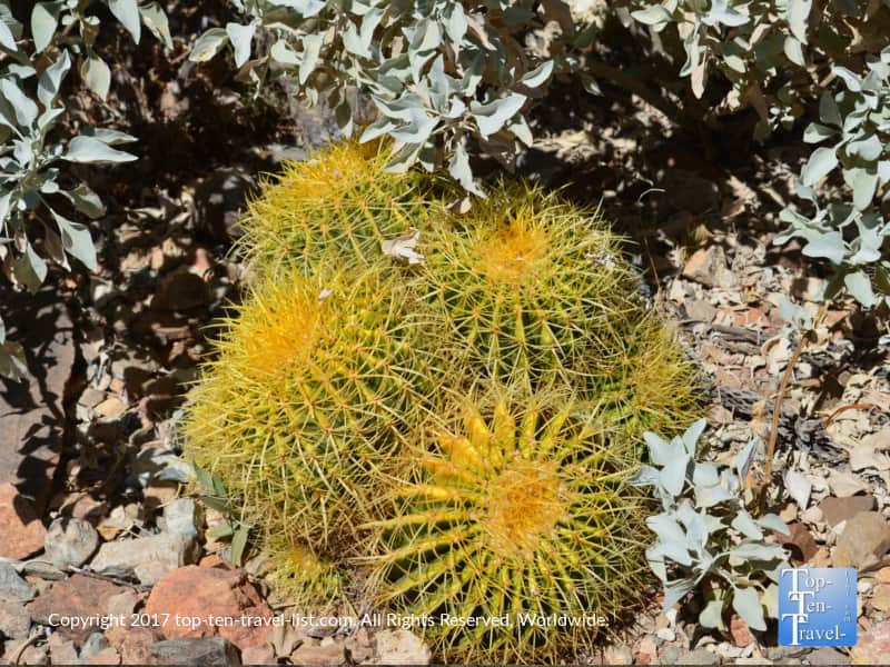 Bright yellow cactus at the Arizona Sonora Museum in Tucson