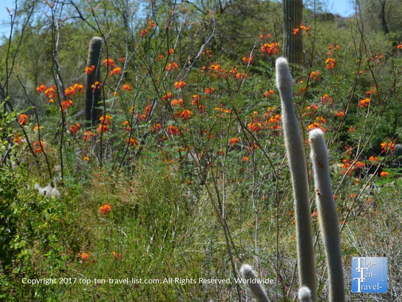 Cactus surrounded by pretty flowers at the Arizona Sonora Museum in Tucson