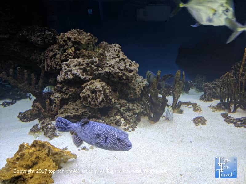 Colorful fish at the Arizona Sonora Desert Museum in Tucson