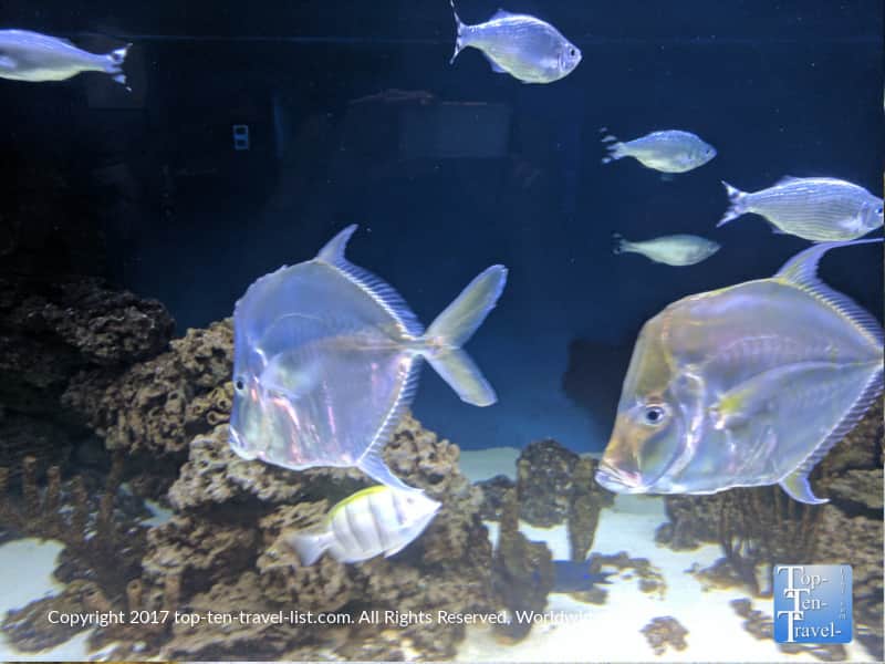 Cool looking translucent fish at the Arizona Sonora Desert Museum in Tucson