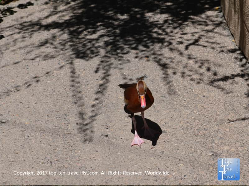 Duck at the Arizona Sonora Museum in Tucson
