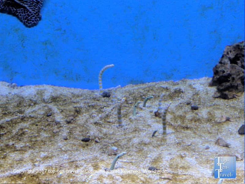 Eels at the Arizona Sonora Desert Museum in Tucson