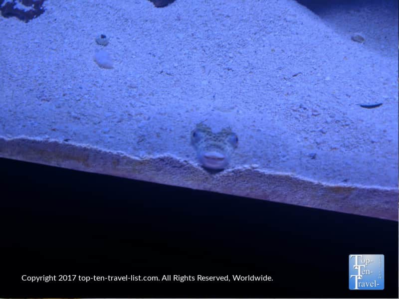 Fish burying himself in the sand at the Arizona Sonora Desert Museum in Tucson