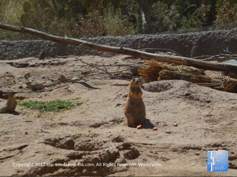 Prairie Dog at the Arizona Sonoran Desert Museum in Tucson
